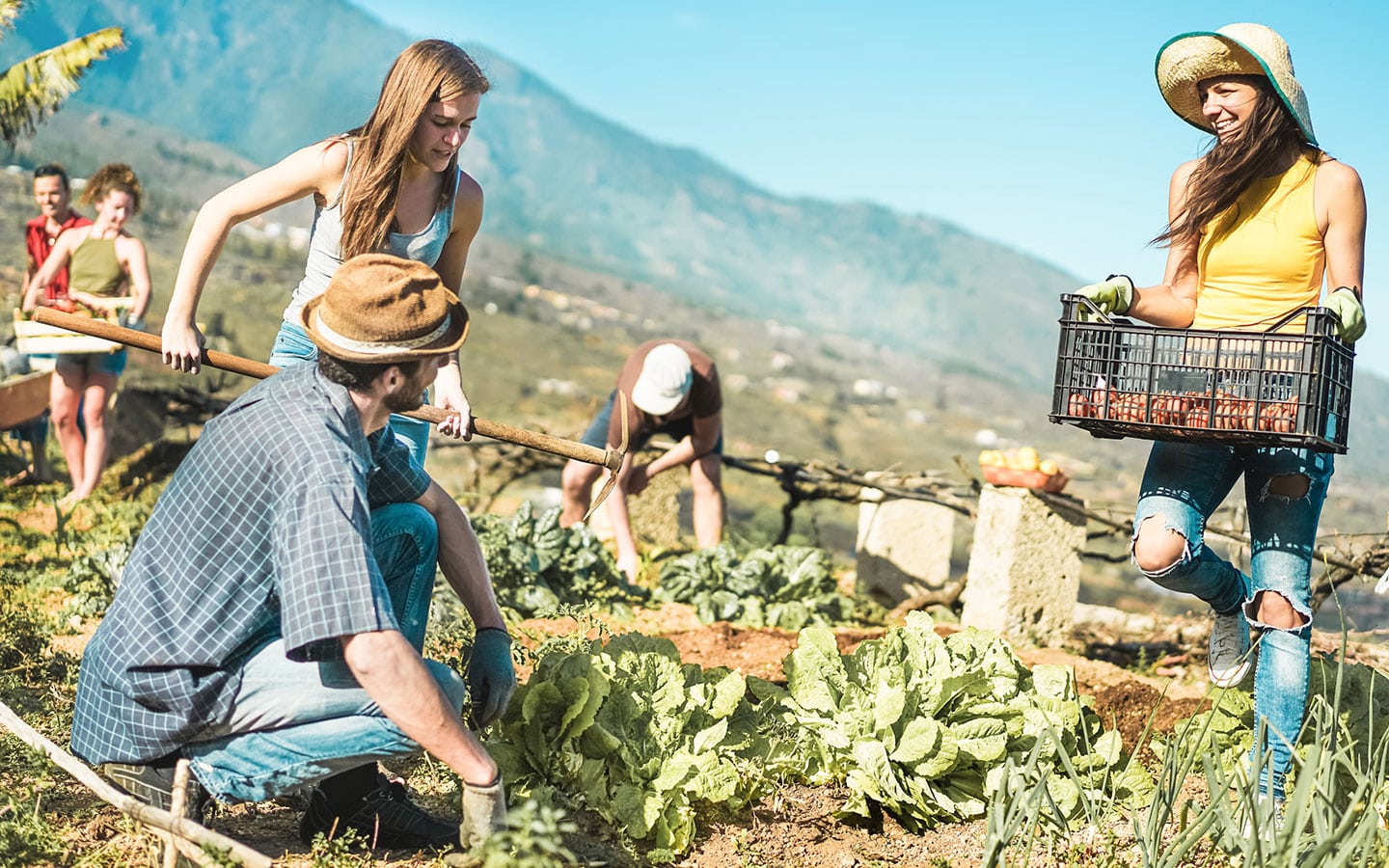 Erntehelfer im Work and Travel Jahr